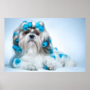 Pesquisar por shih tzu pôsteres Foto
