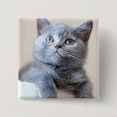 Pesquisar por shorthair britânico Animais do bebê