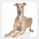 Pesquisar por greyhound adesivos Cachorros