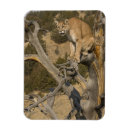 Pesquisar por predador imas Gato selvagem