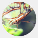 Pesquisar por inseto verde adesivos Borboleta