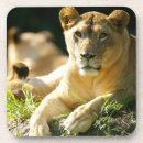 Pesquisar por serengeti porta copos Leoa