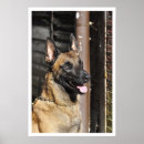 Pesquisar por cão de guarda Fotografia