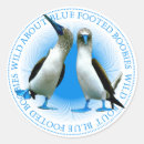 Pesquisar por pés azuis adesivos Equador