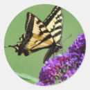 Pesquisar por andorinha adesivos Borboleta