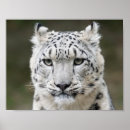Pesquisar por leopardo olhos pôsteres Selvagem