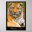Pesquisar por tigre pôsteres Siberiano