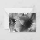 Pesquisar por amaryllis Flores