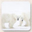 Pesquisar por urso polar porta copos Natureza