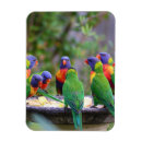 Pesquisar por papagaios imas Aves