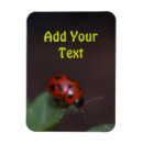 Pesquisar por ladybug imas Flor