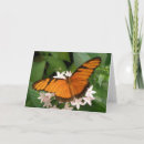 Pesquisar por insect cartoes cartoes postais Lepidoptera