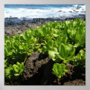 Pesquisar por kauai pôsteres Oceano