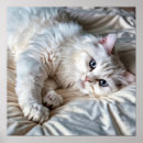 Pesquisar por ragdoll artes pôsteres Fluffy