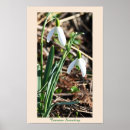 Pesquisar por flores da neve Natureza