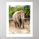 Pesquisar por elefante indiano pósteres pôsteres Qualquer pessoa