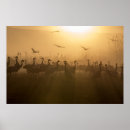 Pesquisar por flock pôsteres Aves marinhas