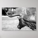Pesquisar por cow pósteres pôsteres Bulls