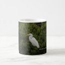 Pesquisar por grande egret branco Fotografia