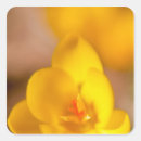 Pesquisar por croco adesivos Primavera