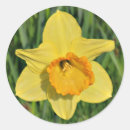 Pesquisar por do daffodil adesivos Daffodilo