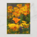 Pesquisar por poppy cartoes postais Flores