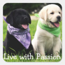 Pesquisar por labrador preto adesivos Laboratório negro