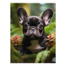 Pesquisar por buldogue francês preto pôsteres Cãozinho
