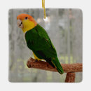 Pesquisar por cortinas ornamentos Papagaio caique