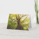 Pesquisar por woods cartoes Tree trunk