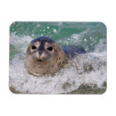 Pesquisar por franquia imas Ie