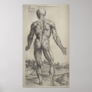 Pesquisar por andreas vesalius Anatomia