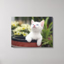 Pesquisar por gatos bebê crianças Gatinho