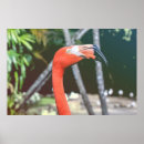 Pesquisar por pássaro vermelho pôsteres Aves