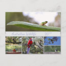 Pesquisar por australiano fotografia Aves