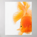 Pesquisar por posters dos peixes pósteres pôsteres Criaturas do sealife