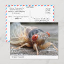 Pesquisar por asas cartoes postais Entomologia