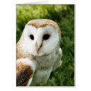 Pesquisar por coruja celeiro cartoes Animal