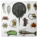 Pesquisar por insetos e azulejos Artrópodes