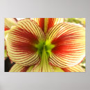 Pesquisar por amaryllis pôsteres Verde