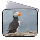 Pesquisar por papagaio laptop sleeves Fotografia