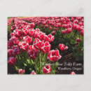 Pesquisar por tulipa branca cartoes postais Flores