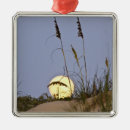 Pesquisar por aveia ornamentos Grama