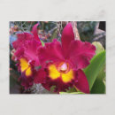 Pesquisar por orquídea cattleya cartoes postais Flor
