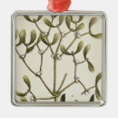 Pesquisar por erval ornamentos Planta
