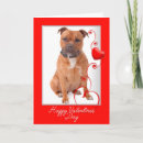 Pesquisar por staffies Cachorro