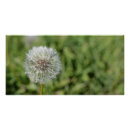 Pesquisar por dandelion pósteres pôsteres Branco