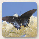 Pesquisar por borboleta branca porta copos Natureza