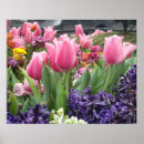Pesquisar por tulipa pósteres pôsteres For her