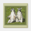 Pesquisar por lemurs imas Bonito